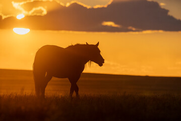 Wild Horse at Sunset in the Utah Desert