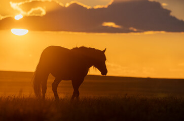 Wild Horse at Sunset in the Utah Desert