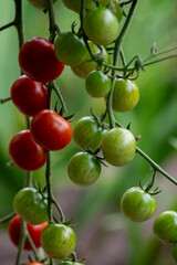 Red and green ripening edible tomatoes fruits hanging on tomato plant, tasty and healthy lifestyle ingredient for cooking