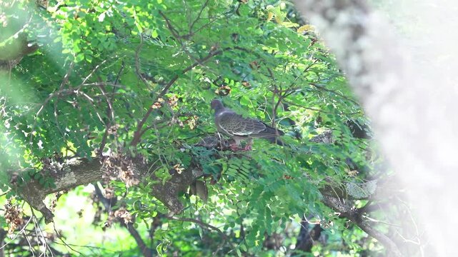 Picazuro patagioenas wild pigeon protecting its nest from the gale with its chick in a Brazilwood tree.Protection of offspring, family, family values, reproduction, maternal instinct, paternal instinc