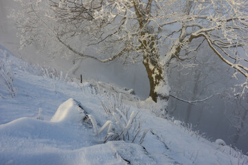 View of a snow-covered landscape with a frosted tree standing on a slope amidst a foggy backdrop, creating a serene winter scene, Vysoka mountain, Kuchyna, Bratislava Region, Slovakia.