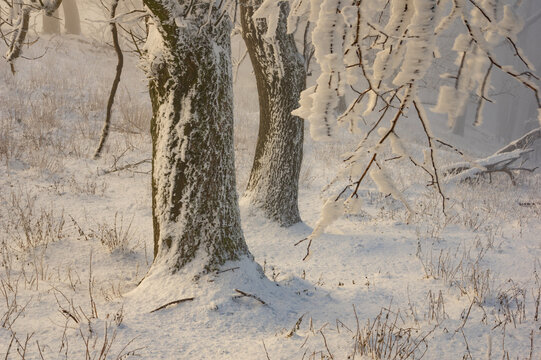 View of snow-laden trees stand silent sentinels amidst a winter wonderland, their branches draped in icy finery, Vysoka mountain, Kuchyna, Bratislava Region, Slovakia.