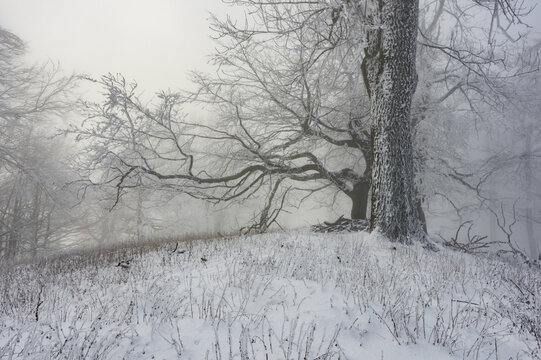 View of frost-kissed trees stand silent on a snow-dusted hill, their bare branches reaching into the misty air, a landscape of winter's embrace, Vysoka mountain, Kuchyna, Bratislava Region, Slovakia. - Powered by Adobe