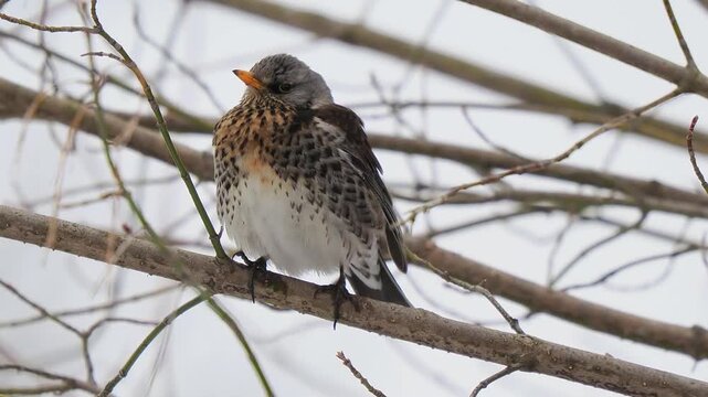 fieldfare sitting on a tree in winter