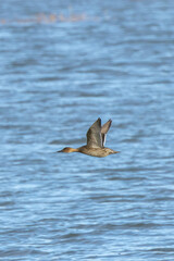 Female Northern Pintail (Anas acuta) - Common in Wetlands and Estuaries Bull Island Dublin