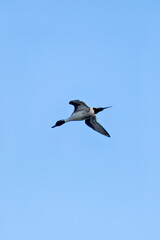 Obraz premium Male Northern Pintail (Anas acuta) - Widespread in Wetlands and Estuaries Bull Island Dublin