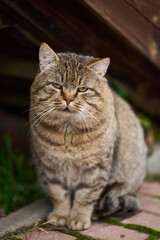 full-body tabby cat sitting stoic on doorstep, compact silhouette and steady posture framed by wooden step