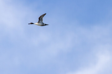 Fototapeta premium Male Northern Pintail (Anas acuta) - Widespread in Wetlands and Estuaries Bull Island Dublin