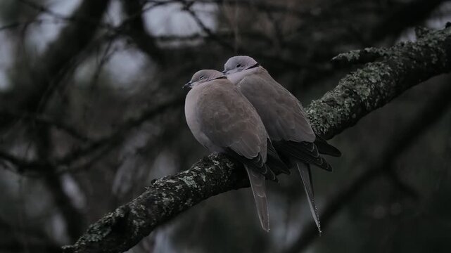 dove and a pigeon are sitting on a tree branch during snow and rain, sound