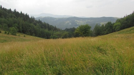 Summer mountain meadows
