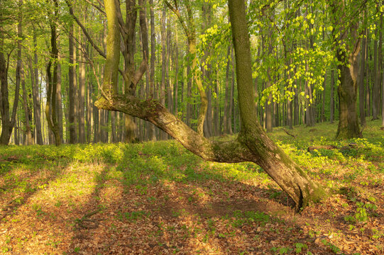 View of sunlight dappling the forest floor beneath a crooked tree, casting long shadows in Krslenica, Plavecky Mikulas, Bratislava Region, Slovakia.