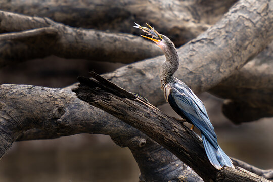 Anhinga (Anhinga anhinga), american darter with a catfish in the beak, Manu national park, Peru - Powered by Adobe
