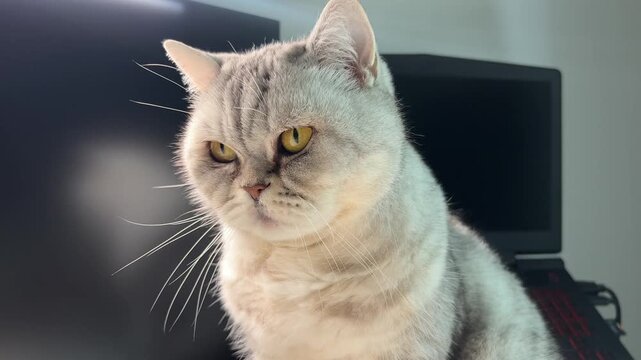 Silver British cat sits calmly near computer in cozy indoor space during bright afternoon light
