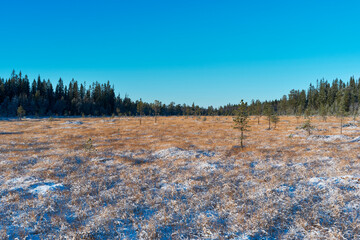 Vindflomyrene Nature Reserve at the Totenåsen Hills, Norway, November 2025.