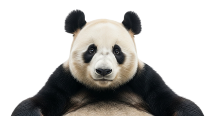 A captivating portrait of a giant panda its gentle gaze and plush fur inviting conservation on transparent background