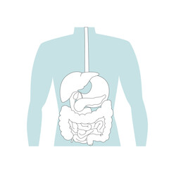 Contour drawing of the digestive organs on the human silhouette.