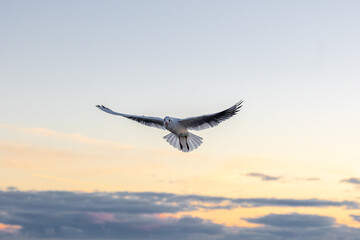 Seagull flying straight to camera at sunset. Flight over the sea.