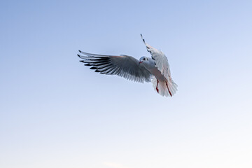 Seagull banking with open wings in blue sky. Dynamic flight.