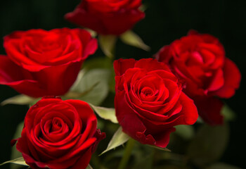 close-up bouquet of vibrant red roses against a dark, softly blurred background.