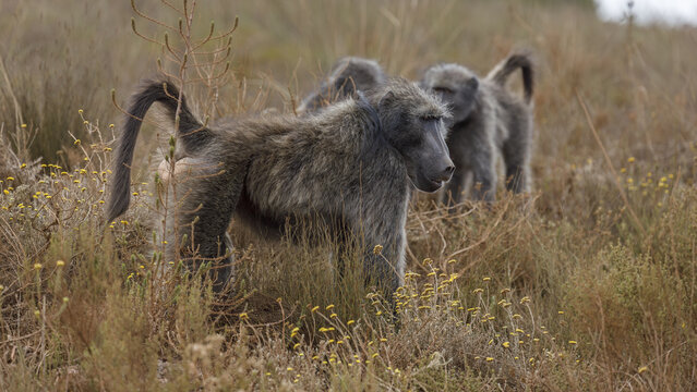 View of a troop of baboons moving through the dry, golden grasses, their gray fur blending with the earth tones, in a natural habitat, Mossel Bay, Western Cape, South Africa.