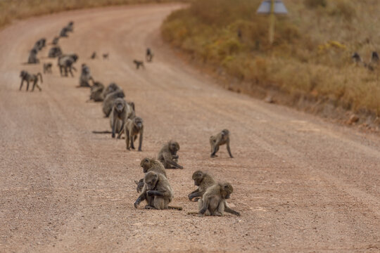 View of a troop of baboons scatter across a dusty road under the African sun, their earthy coats blending with the landscape, Mossel Bay, Western Cape, South Africa. - Powered by Adobe
