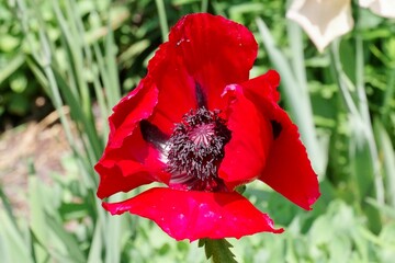 Mohn