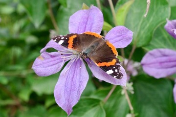 Clematis Schmetterling