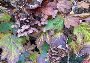 oakleaf hydrangea in autumn
