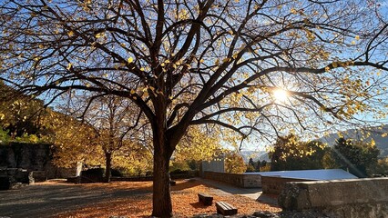 Big tree with few leaves in the autumn sunny day, with foliage on the ground and hills at the background.