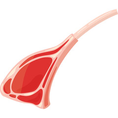 Raw Lamb Chop With Bone Isolated On White Background Ready For Cooking