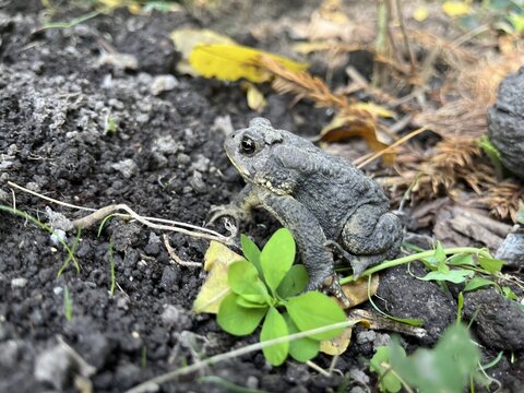 Close-up of an American toad  - Gros plan sur un crapaud d'am&eacute;rique 