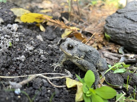 Close-up of an American toad  - Gros plan sur un crapaud d'am&eacute;rique 