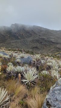 Monta&ntilde;istas en las lagunas de siecha, ubicadas en el paramo de Chingaza, cerca a Bogot&aacute;
