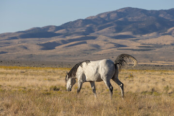 Wild Horse in Autumn in the Utah Desert