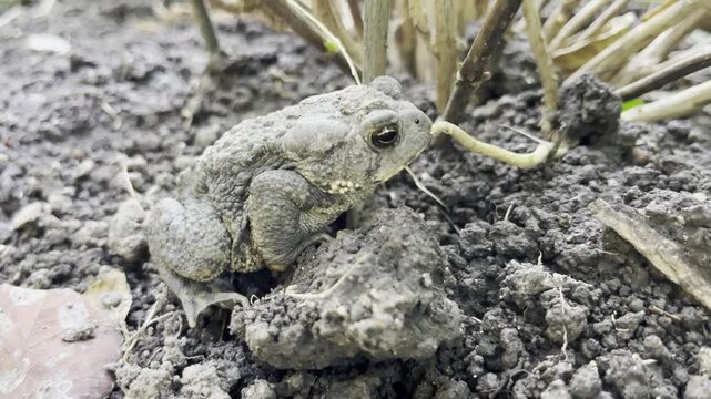 Close-up of an American toad  - Gros plan sur un crapaud d'am&eacute;rique 