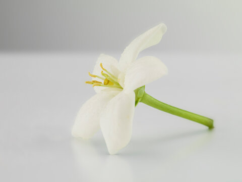 Studio image of flowering Jasmin flower (Jasminum Polyanthum).
