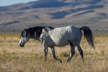 Wild Horse in Autumn in the Utah Desert