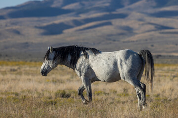Wild Horse in Autumn in the Utah Desert