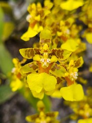 Golden Orchids in Bloom