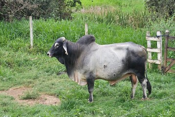 Bull Grazing on the Farm