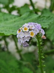 Small flowers and natural details