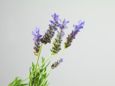 Still life of flowering lavender
