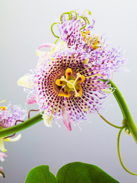 Studio image of a blooming Passion Flower (Passiflora cerulean).