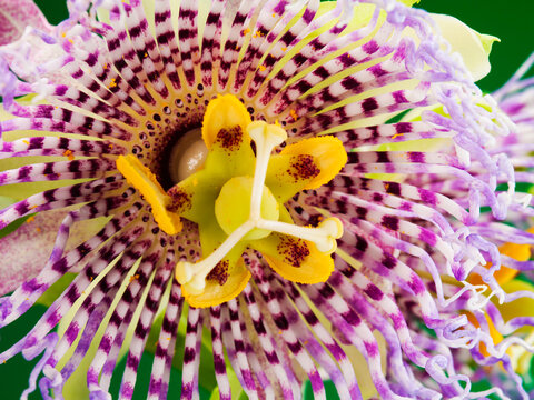 Studio image of a blooming Passion Flower (Passiflora cerulean).