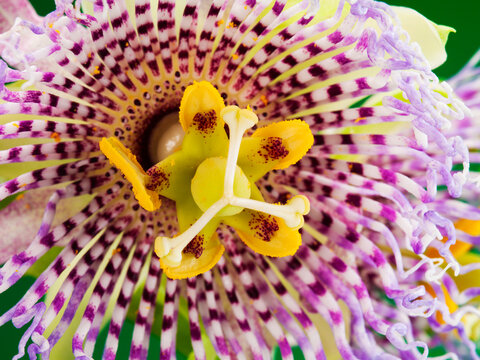 Studio image of a blooming Passion Flower (Passiflora cerulean).