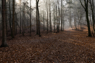 Obraz premium dark misty forest panorama fantasy halloween landscape