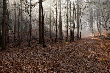 Obraz premium dark misty forest panorama fantasy halloween landscape