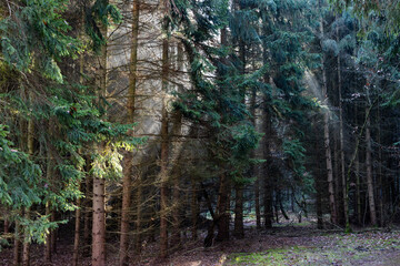 dark misty forest panorama fantasy halloween landscape