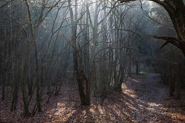 Naklejka premium dark misty forest panorama fantasy halloween landscape