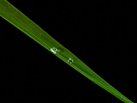 Still life of grass palm leaf